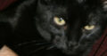 LETHBRIDGE & DISTRICT HUMANE SOCIETY – 25 ADOPTABLE KITTENS/CATS