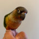 **Extremely Handtame** & Handfed Yellow Sided Red Factor Conure