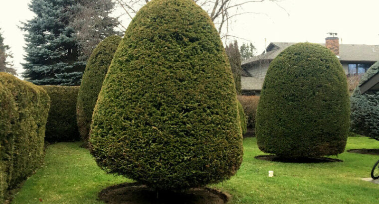 Cedar/Hedge & Shrub Trimming