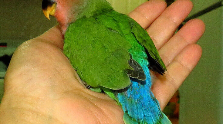 SUPER TAME handfed baby lovebird (peachface green)==ON HOLD