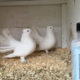 Fantail pigeons