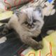 Purebred Himalayan Kittens ready for Mother’s day