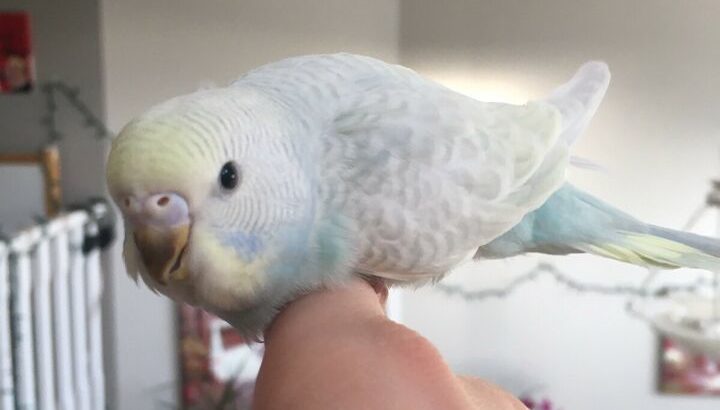 Rare rainbow budgie *1 LEFT*