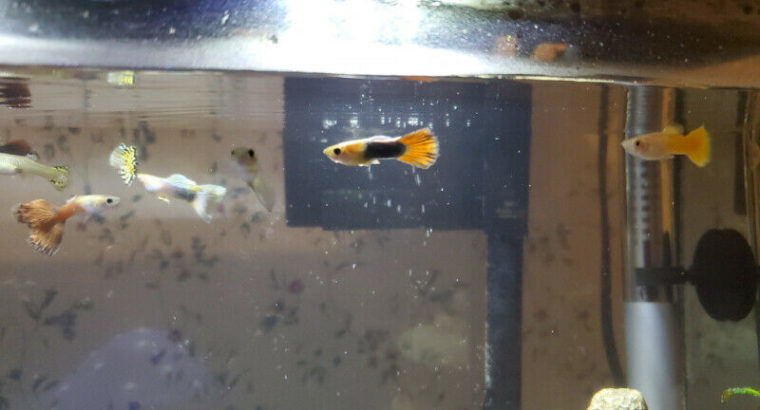 Beautiful Guppy Fish for Sale