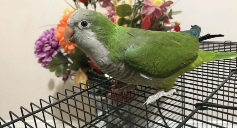 Green Quaker Parrot one year Old