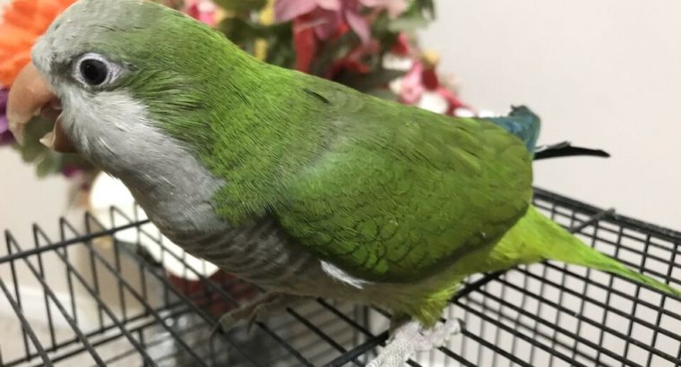 Green Quaker 1 year Old