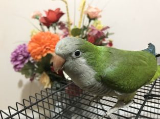 Green Quaker 1 year Old