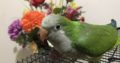 Green Quaker Parrot