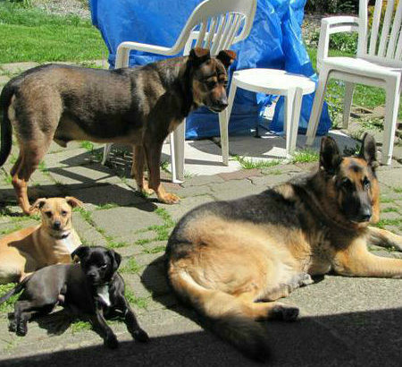 COME TO ME DOG TRAINING, BOARDING AND DAYCARE(central Coquitlam)