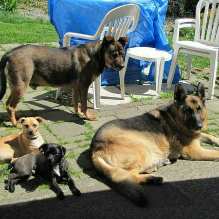 COME TO ME DOG TRAINING, BOARDING AND DAYCARE(central Coquitlam)