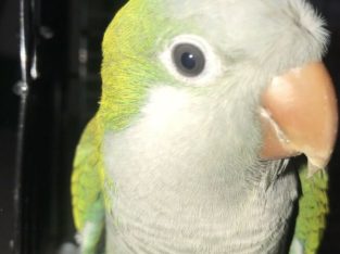 Green Quaker Parrot