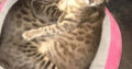 Looking for a temporary loving home for two Bengal cats