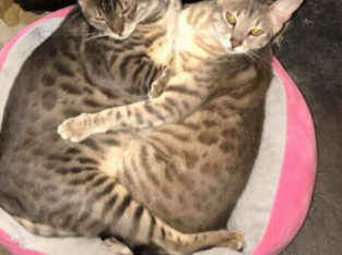 Looking for a temporary loving home for two Bengal cats