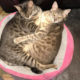 Looking for a temporary loving home for two Bengal cats