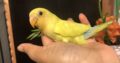 ❤️⭐❤️Love Bird⭐Babies Available with Cage❤️⭐❤️