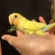 ❤️⭐❤️Love Bird⭐Babies Available with Cage❤️⭐❤️