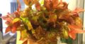 Aquarium plant for sale