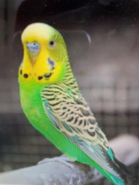 Lost Pet Bird budgie green and yellow