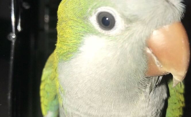 Green Quaker Parrot one year Old