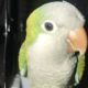 Green Quaker Parrot one year Old