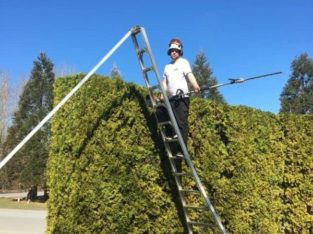 PROFESSIONAL HEDGE & SHRUB TRIMMING SERVICE – RELIABLE SERVICE