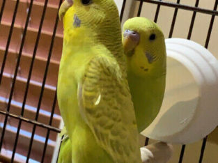 Pair of beautiful parakeets