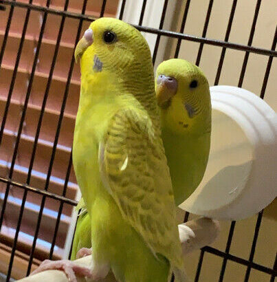 Pair of beautiful parakeets