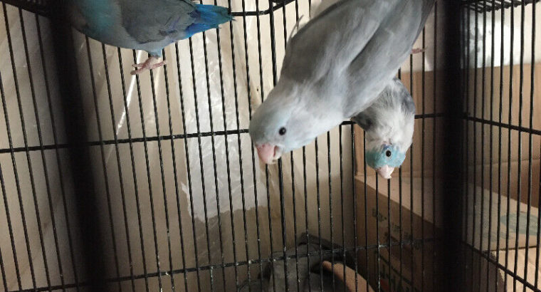 Parrotlets