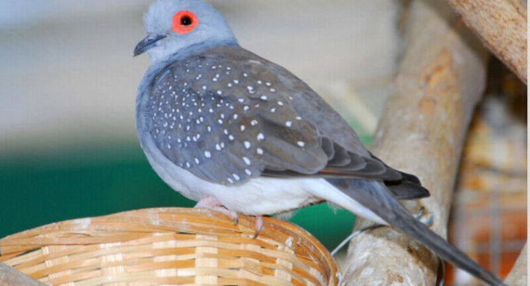 Wanted: ISO Diamond dove female