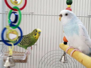 2 budgies, with cage, toys, and food.