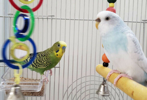 2 budgies, with cage, toys, and food.