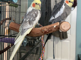 Wanted: LOST BIRD (Cockatiel)