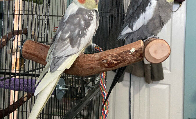 Wanted: LOST BIRD (Cockatiel)