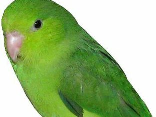 Wanted: Female parrotlet