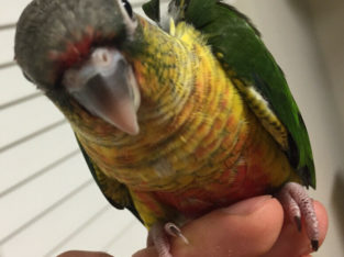 Beautiful yellow sided conure babies [Only Last one Left]