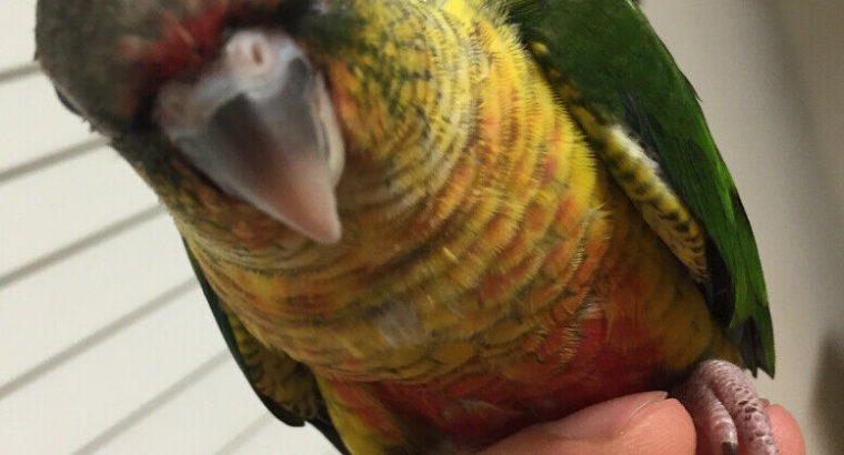 Beautiful yellow sided conure babies [Only Last one Left]