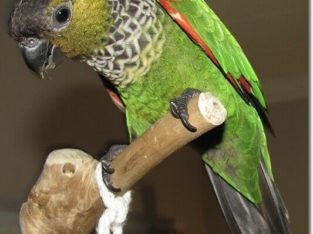 black capped conure babby sale