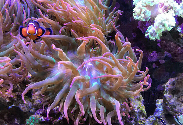2 Anemones For Sale