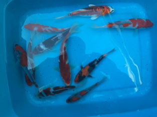 koi fish Imported from Niigata Japan