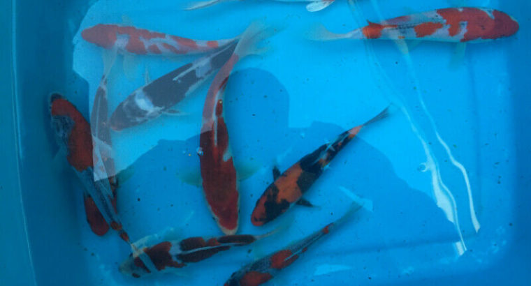 koi fish Imported from Niigata Japan