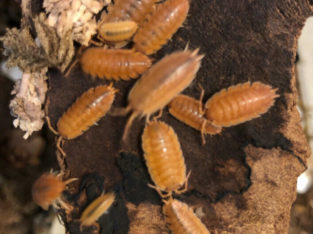 Isopods – Clean up crew