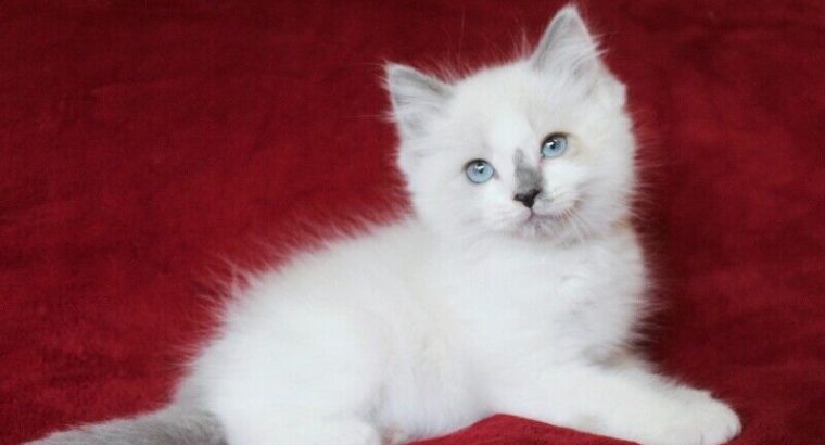 Bicoloured Ragdoll Male Kittens