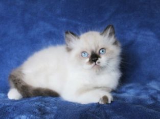 BOY RAGDOLL KITTENS ARE READY FOR ADOPTION