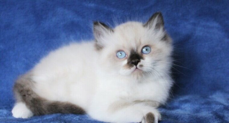 BOY RAGDOLL KITTENS ARE READY FOR ADOPTION