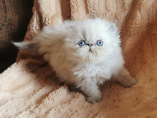 Exotic Persian kittens(TICA REGISTERED)