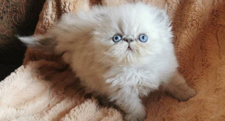 Exotic Persian kittens(TICA REGISTERED)