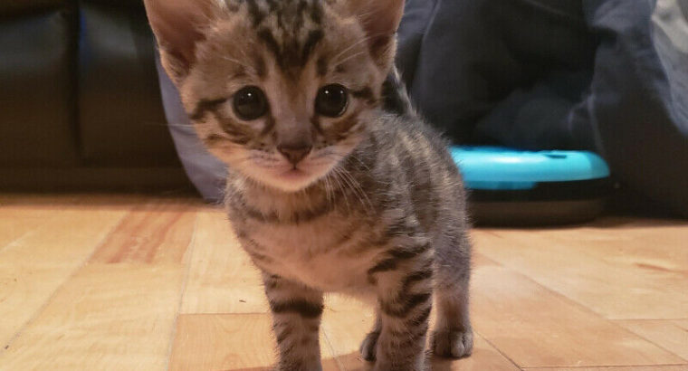 Beautiful Female F4 Savannah Kitten-SOLD