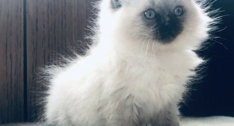 Gorgeous Ragdoll/Siamese Kittens! ♥️