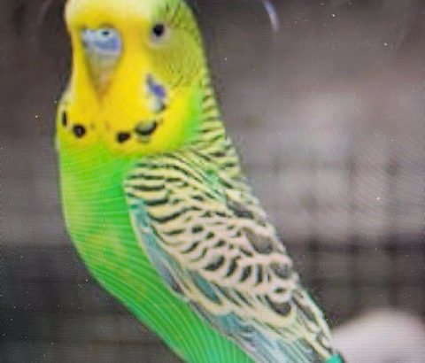 Lost Pet Bird budgie green and yellow