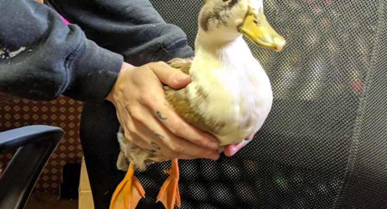 PET ONLY call duck drakes